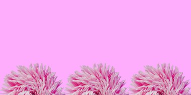 Bir çerçeve oluşturma en az kavramı, bir arka plan üzerinde renkli aster çiçek üst görüntülemek, kopya alanı metin Grup nesneleri desen için