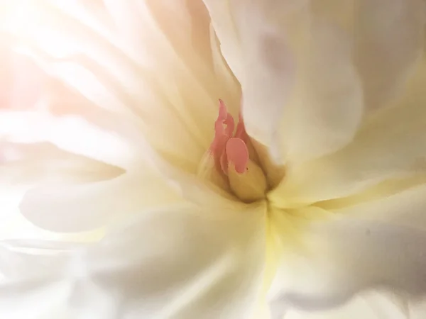 Белый Тонкий Цветочный Пион Крупным Планом — стоковое фото