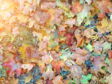 bir sürü sonbahar orman sonbahar arka planda sarı yapraklar