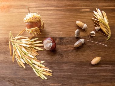 Eski ahşap masa üzerinde olgunlaşmış kestane ile kopya alanı kapatın. sonbahar arka plan kopya alanı. nesne grubunu. Stil üstten görünüm