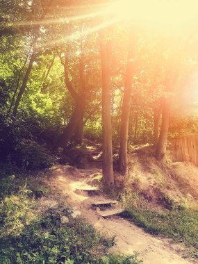 Sonbahar Orman ağaçları. Doğa yeşil ahşap güneş ışığı arka planları tarzı üst