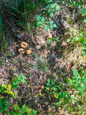 Mantar sonbahar ormanın içinde büyüyen. Ağacın altında büyüyen mantar. Malzeme çekme mantar