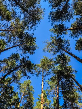 Çam dewevies güneşli mavi gökyüzü arka planı üst kısımları.