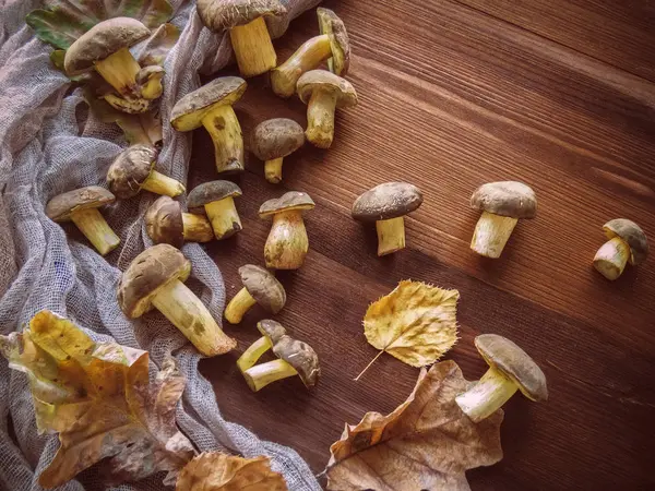 Sfondo di legno e funghi polacchi appena raccolti Vista superiore di funghi su sfondo di legno — Foto Stock