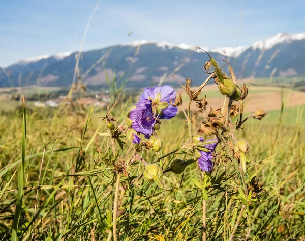 Montagnes Avec Des Pics Enneigés Lumière Soleil Automne Hautes Tatras — Photo