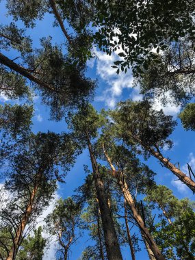 Çam dewevies güneşli mavi gökyüzü arka planı üst kısımları. Yaz orman
