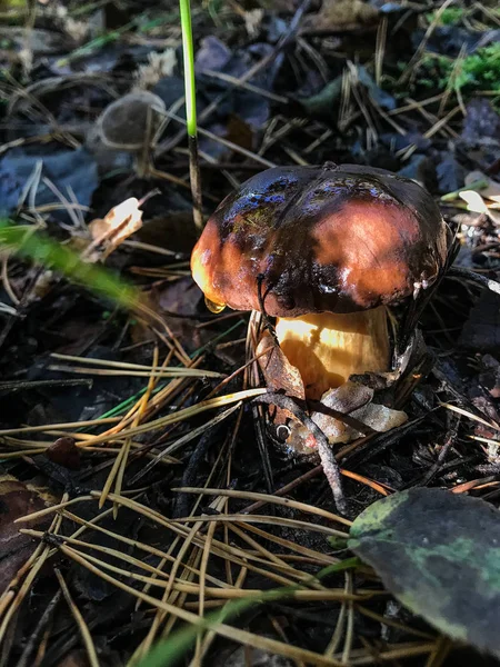 Growing mushrooms in the autumn forest. Mushrooms growing under the tree. Mushroom picking Autumn