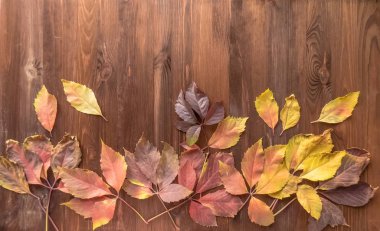 parlak kırmızı renkli yaprakları ve yabani üzüm ahşap arka plan üzerinde. sonbahar sezonu. arka plan doku yabani üzüm yaprağı. sonbahar arka plan üstten görünüm