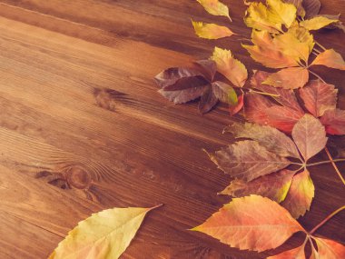 parlak kırmızı renkli yaprakları ve yabani üzüm ahşap arka plan üzerinde. sonbahar sezonu. arka plan doku yabani üzüm yaprağı. sonbahar arka plan üstten görünüm