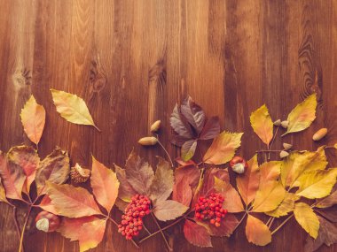 parlak kırmızı renkli yaprakları ve yabani üzüm ahşap arka plan üzerinde. sonbahar sezonu. arka plan doku yabani üzüm yaprağı. sonbahar arka plan üstten görünüm