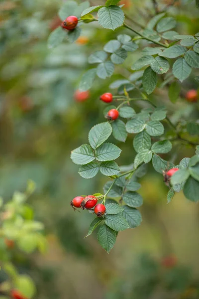 Parlak kırmızı olgun berry ile aromatik yaban briar bitkigüzel dalı. bulanıklık yeşil arka plan closeup üzerinde bitkisel ağaç açık — Stok fotoğraf