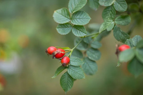 Ветка душистого дикорастущего растения с ярко-красной спелой ягодой. травяные деревья под открытым небом на зеленом фоне крупным планом — стоковое фото