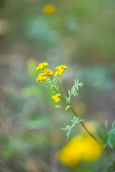 Jemné zaměření zblízka na žluté květiny. Zelená tráva — Stock fotografie