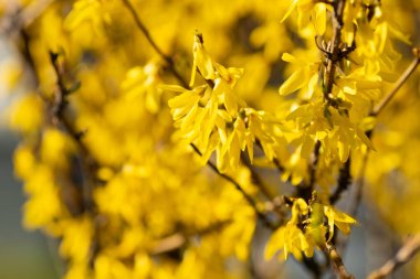 Sarı çalı çalı. Hoş bir koku. Bahar ışığı havası. Güneşli bir gün. Güzel bahar çalısı. Sarı çalı. Sarı çiçekler. Forsythia çiçekleri. Güneşli bir günün havası. Altın bir ağacın bal çiçekleri