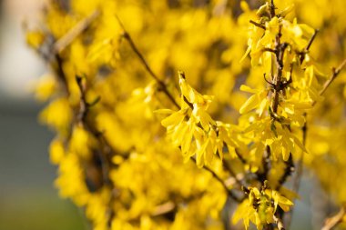 Sarı çalı çalı. Hoş bir koku. Bahar ışığı havası. Güneşli bir gün. Güzel bahar çalısı. Sarı çalı. Sarı çiçekler. Forsythia çiçekleri. Güneşli bir günün havası. Altın bir ağacın bal çiçekleri