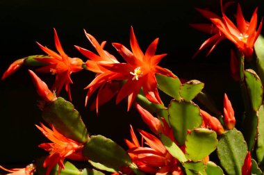 Kırmızı Noel kaktüs Schlumbergera ailesinin güzel kırmızı çiçekler