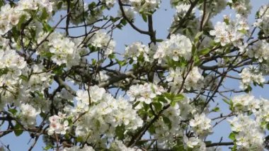 çiçekli ağaç erken ilkbaharda kapatın. 4 k Ultra Hd Video klip