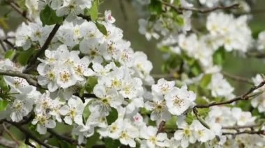 çiçekli ağaç erken ilkbaharda kapatın. 4 k Ultra Hd Video klip