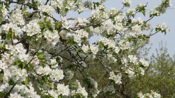 Perto Árvore Floração Início Primavera Clipe Vídeo Ultra — Vídeo de Stock
