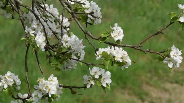 Perto Árvore Floração Início Primavera Clipe Vídeo Ultra — Vídeo de Stock