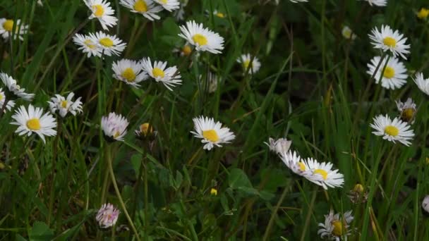 Daisies Wind Spring Season Ultra Video Clip — Stock Video