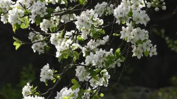 Close Flowering Tree Early Spring Ultra Video Clip — Stock Video
