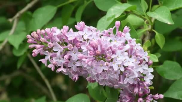 Close Lilac Flowers Spring Season Ultra Video — Stock Video