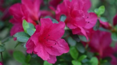 Güzel mor açelya (Rhododendron) çiçekler bahar Close-up.