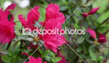 Güzel mor açelya (Rhododendron) çiçekler bahar Close-up.