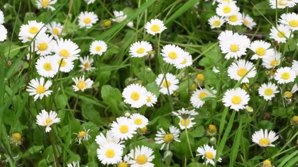 Nahaufnahme Wunderschöner Gänseblümchen Garten Die Sich Wind Wiegen Weichzeichner Ultra — Stockvideo