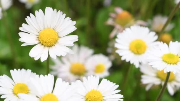 Primer Plano Hermosas Margaritas Jardín Balanceándose Viento Foco Suave Ultra — Vídeos de Stock