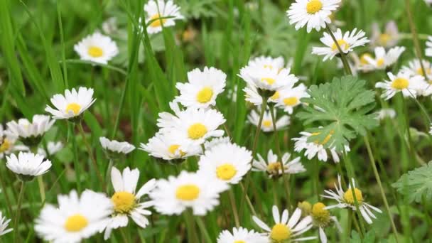 Primer Plano Hermosas Margaritas Jardín Balanceándose Viento Foco Suave Ultra — Vídeos de Stock