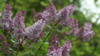 Eflatun çiçekler bahar mevsiminde kapatın. 4 k Ultra Hd Video.