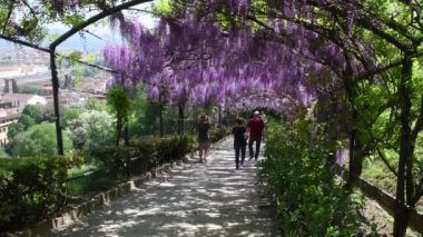 23 Nisan 2018: ünlü wisteria tünel Bardini Garden Floransa, İtalya. Tam bloomed mor wisteria. 4 k Ultra Hd Video.
