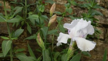 bahar mevsiminde güzel beyaz Iris closeup. 4 k Ultra Hd Video.