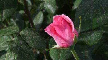bir bahçe içinde güzel pembe gül bahar sezonu boyunca yakın çekim. 4 k Ultra Hd Video. Nikon D500