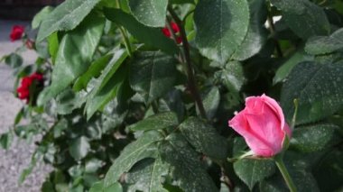 bir bahçe içinde güzel pembe gül bahar sezonu boyunca yakın çekim. 4 k Ultra Hd Video.