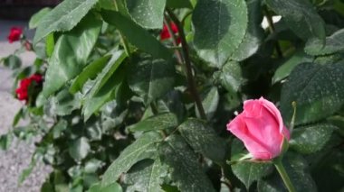 bir bahçe içinde güzel pembe gül bahar sezonu boyunca yakın çekim. 4 k Ultra Hd Video.