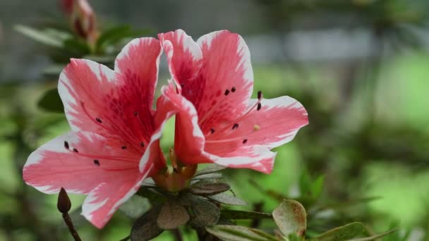 Γκρο Πλαν Από Όμορφα Ροζ Λουλούδια Αζαλέες Rhododendron Την Άνοιξη — Αρχείο Βίντεο