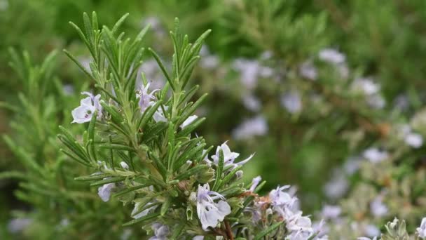 Rosemary Plant Close Ultra Video — Stock Video