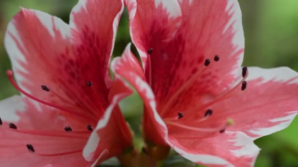 Close Belas Azáleas Rosa Rhododendron Flores Primavera — Vídeo de Stock