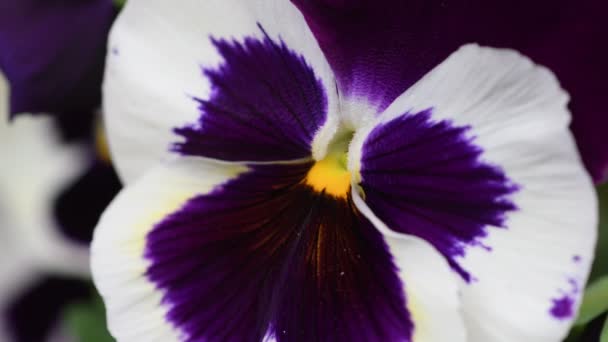 Primer Plano Flor Violeta Jardín Ultra Vídeo — Vídeo de stock