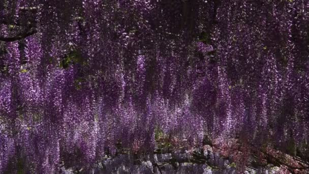 Vacker Wisteria Blom Berömda Bardini Trädgård Florens Italien Ultra Video — Stockvideo