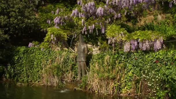 Étang Dans Jardin Avec Belle Glycine Pourpre Fleurs Vidéo Ultra — Video