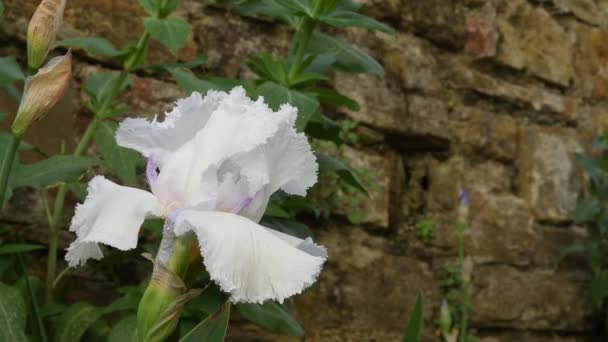 Nahaufnahme Der Schönen Weißen Iris Während Des Frühlings Ultra Video — Stockvideo