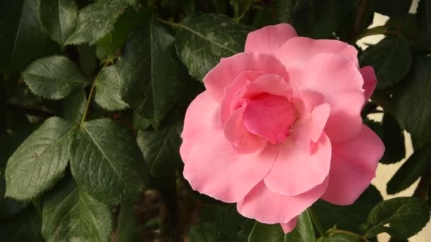 Close Van Mooi Roze Roos Een Tuin Tijdens Lente Seizoen — Stockvideo