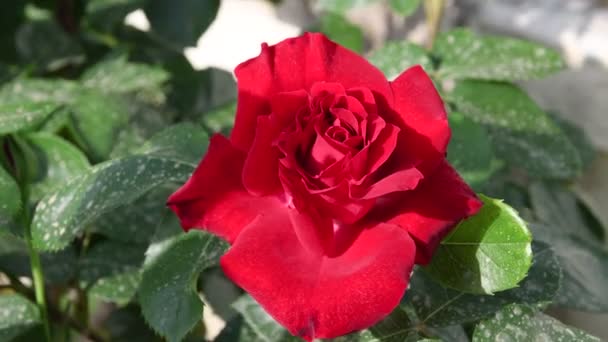Κοντινό Πλάνο Της Όμορφο Κόκκινο Τριαντάφυλλο Κατά Διάρκεια Της Σεζόν — Αρχείο Βίντεο