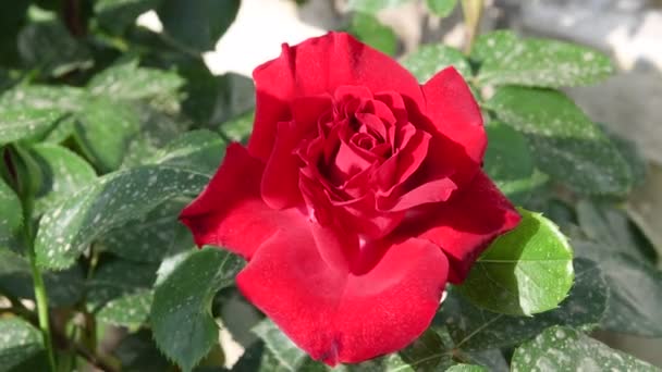 gros plan de belle rose rouge pendant la saison printanière. Vidéo Ultra HD 4K .