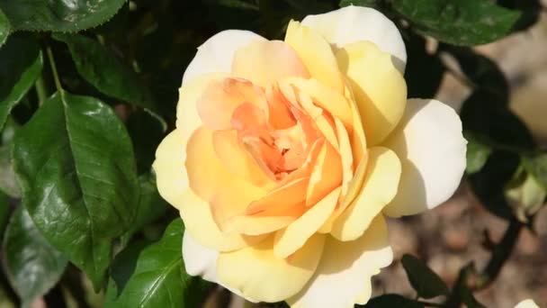 Gros Plan Belle Rose Jaune Pendant Saison Printanière Vidéo Ultra — Video