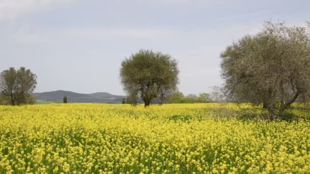 Vackert Fält Gula Blommor Med Olivträd Och Blå Molnig Himmel — Stockvideo